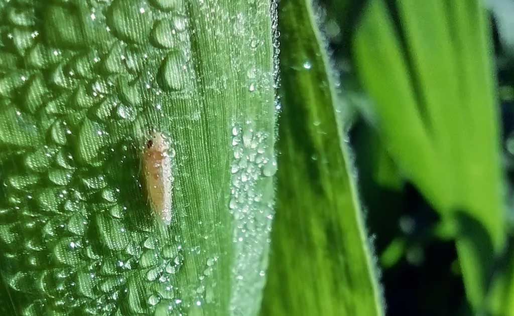 Spiroplasma: nueva plaga emergente en el cultivo de maíz