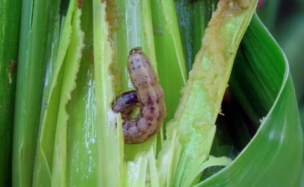 Recomendaciones de manejo de cogollero en maíces Bt