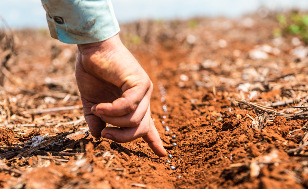 Bolsa de Córdoba sobre calidad de semillas de soja: “El 51% supera el 95% de poder germinativo y el 92% está por encima del estándar de INASE”