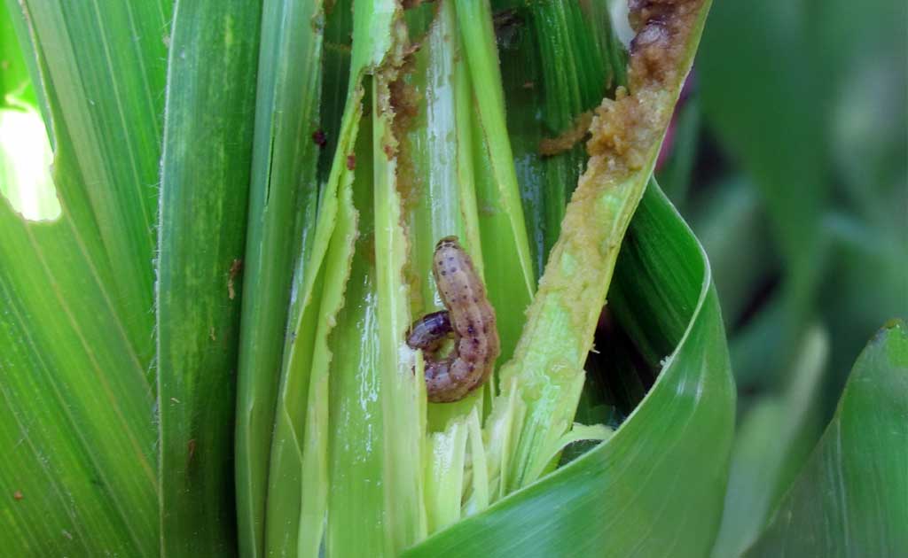 Ataque de cogollero en maíces tempranos