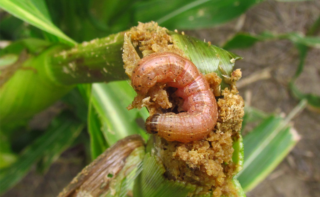 Manual sobre Gusano Cogollero - Spodoptera frugiperda en el cultivo de maíz. Bases para su manejo y control en sistemas de Siembra Directa