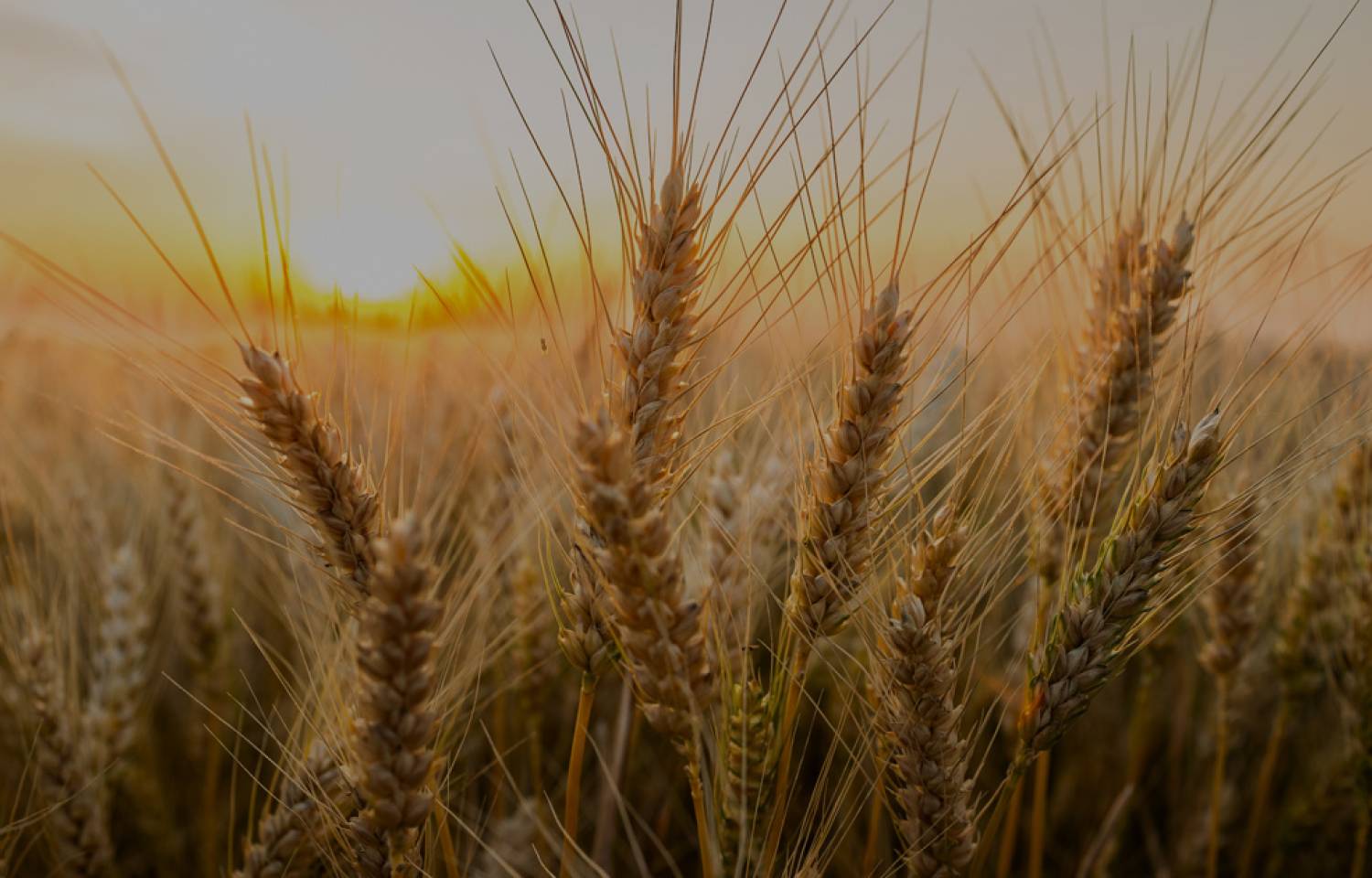 Nueva Comisión Directiva de la Asociación Argentina de Trigo, ArgenTrigo