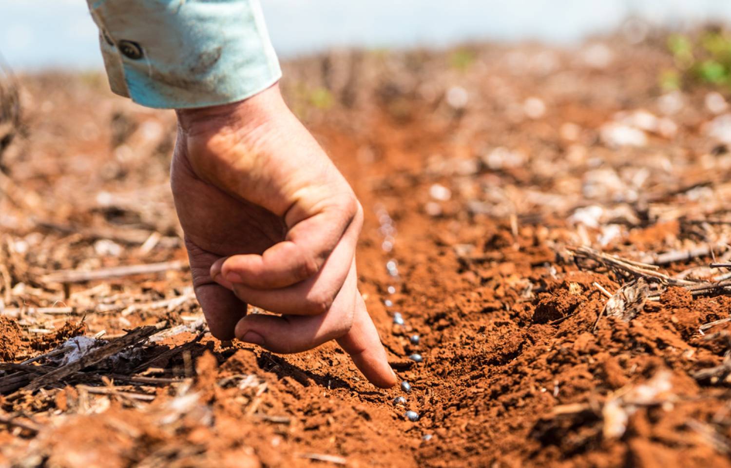 Bolsa de Córdoba sobre calidad de semillas de soja: “El 51% supera el 95% de poder germinativo y el 92% está por encima del estándar de INASE”