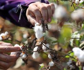 Consecuencias de no innovar en semillas en el cultivo de algodón en Argentina